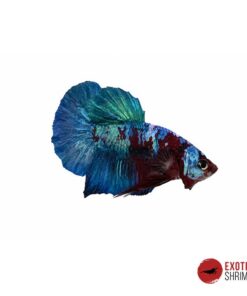 Betta Macho #01