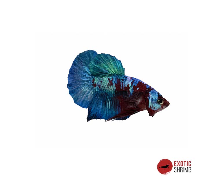 betta macho