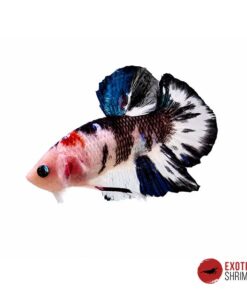Betta Macho #02
