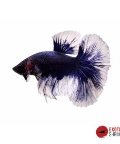 Betta Macho #04