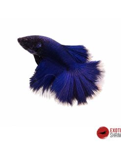 Betta Macho #05