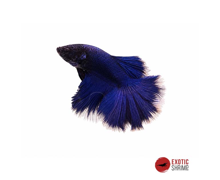 betta macho