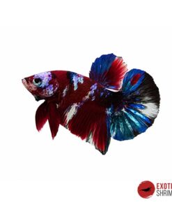 Betta Macho #06