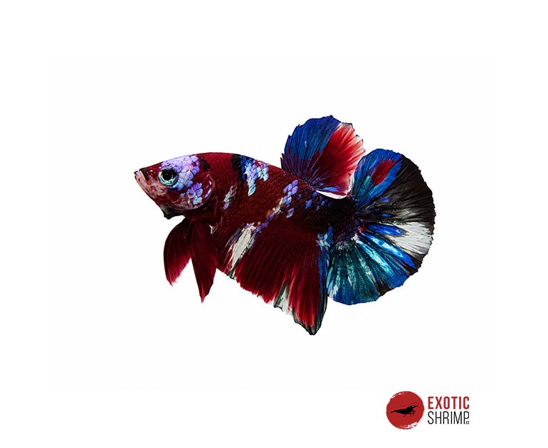 betta macho