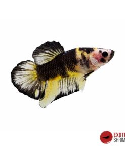 Betta Macho #07