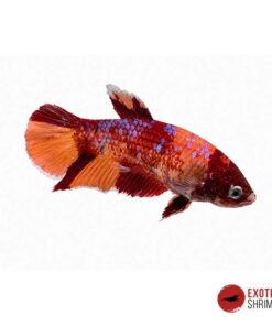 Betta Hembra #04