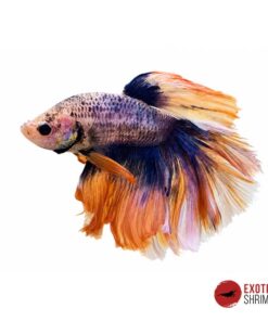 Betta Macho #03