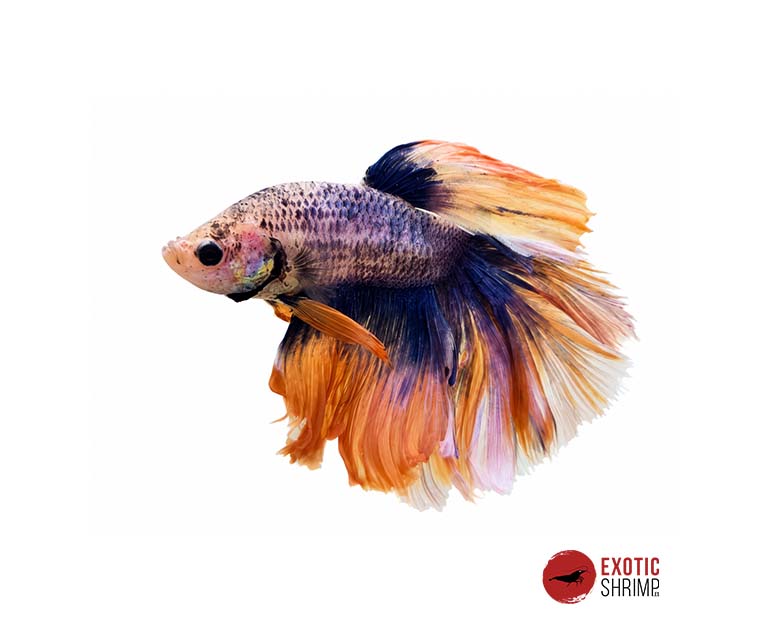 betta macho
