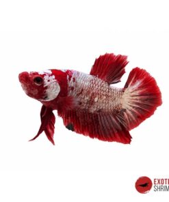 Betta Macho #01
