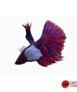 Betta Macho #05