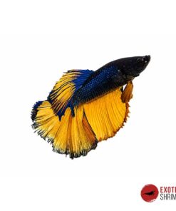 Betta Macho #06