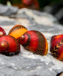 CARACOL PICASSO (NERITINA WAIGIENSIS)