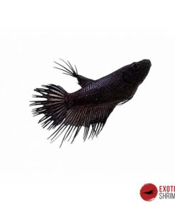 Betta Hembra #01