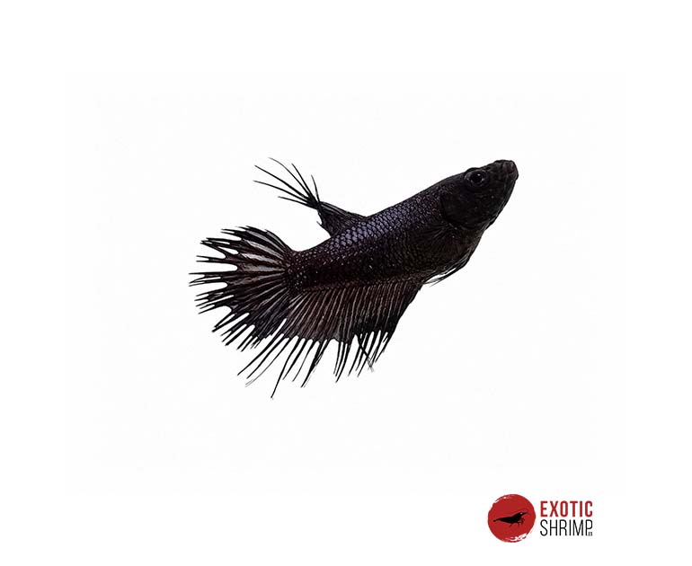 betta hembra