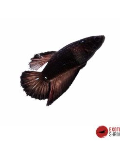 Betta Hembra #02