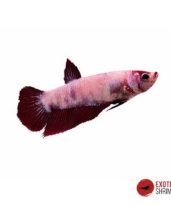 Betta Hembra #03