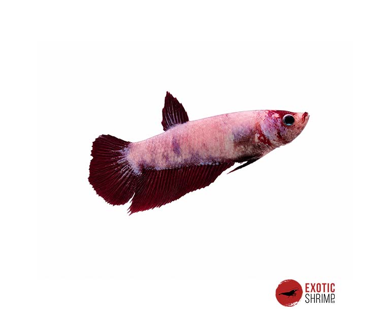betta hembra