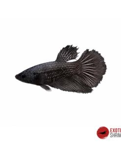 Betta Hembra #06