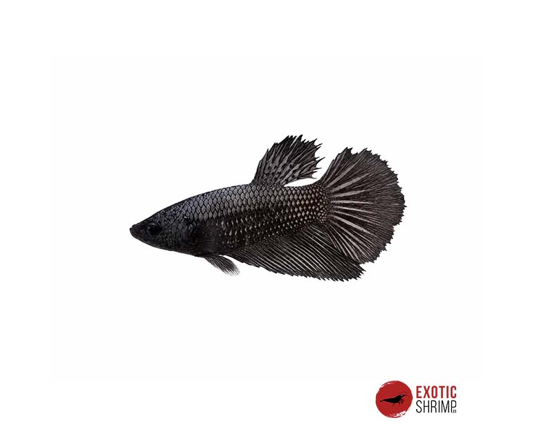 betta hembra