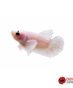 Betta Hembra #05