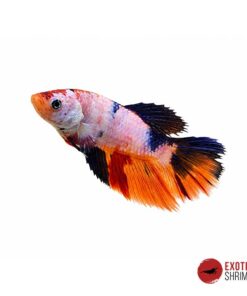 Betta Hembra #06