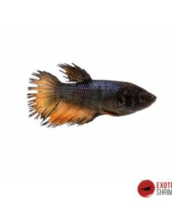 Betta Hembra #02
