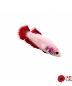Betta Hembra #07