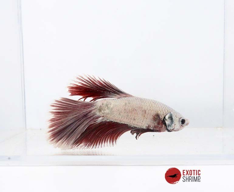 betta macho