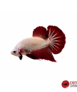 Betta Macho #08
