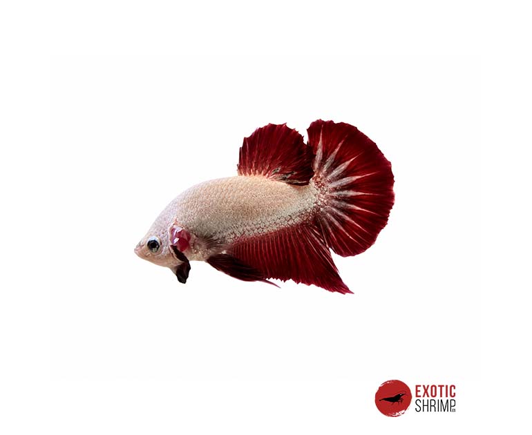 betta macho