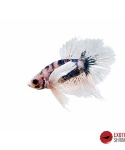 Betta Macho #10