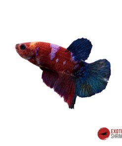 Betta Macho #11