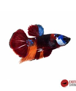 Betta Macho #12