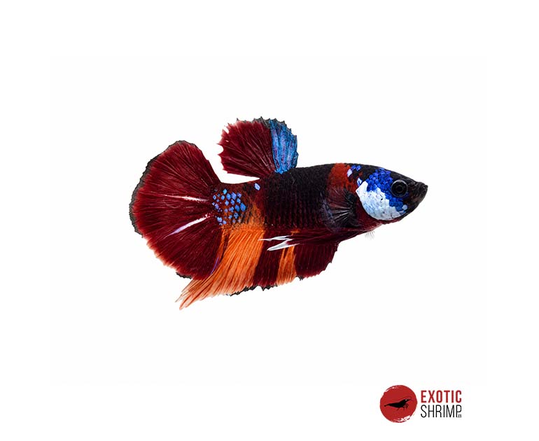 betta macho