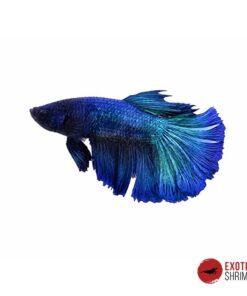 Betta Macho #13