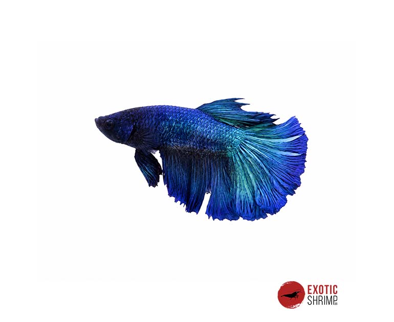 betta macho