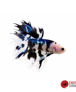 Betta Macho #15