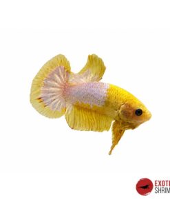 Betta Macho #08