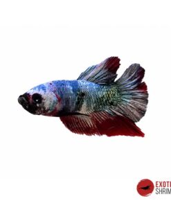 Betta Macho #09