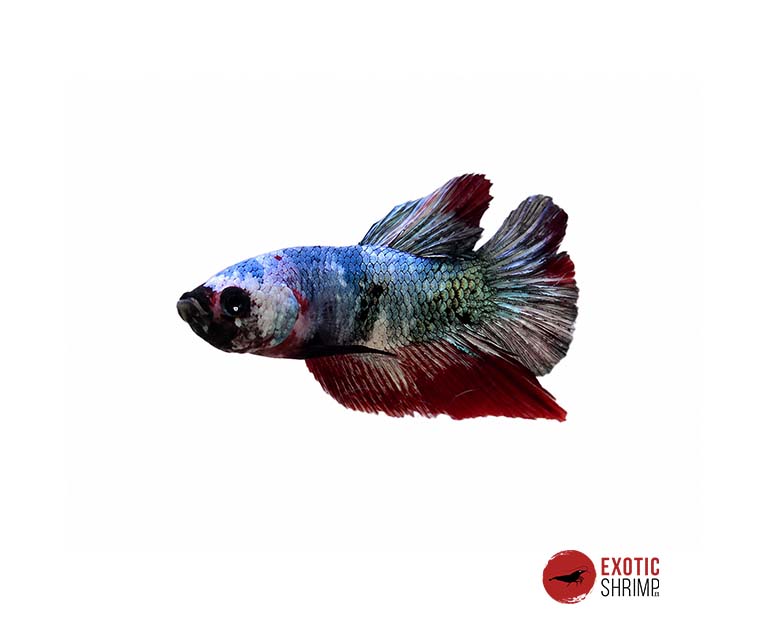 betta macho