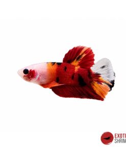 Betta Macho #12