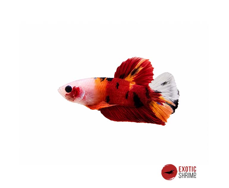 betta macho