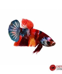 Betta Macho #16