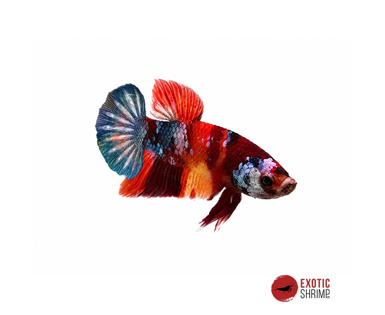 betta macho