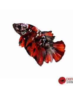 Betta Macho #17
