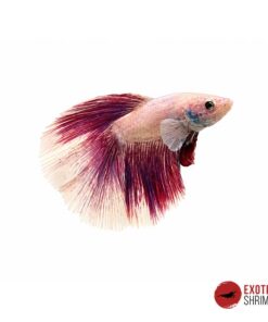 Betta Macho #18