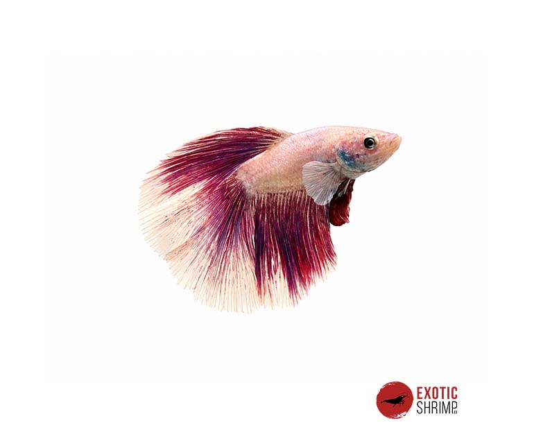 betta macho