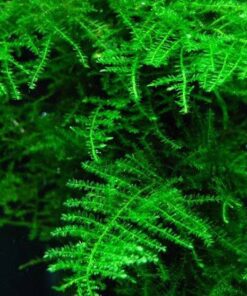 TAXIPHYLLUM ALTERNANS (TAIWAN MOSS) IN-VITRO