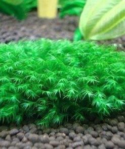 FISSIDENS FONTANUS (PHOENIX MOSS)