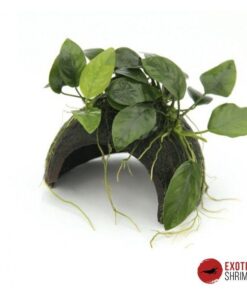 ANUBIAS BARTERI VAR. NANA EN COCO CUEVA